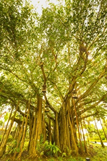 Forest Prints: Banyan Tree, D eau Douce, Flacq, East Coast, Mauritius