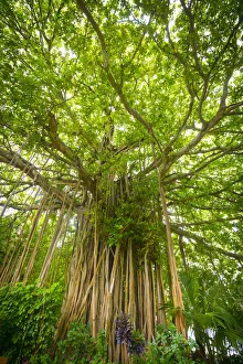 Images Dated 6th February 2017: Banyan Tree on an island in the South Male Atoll, Maldives