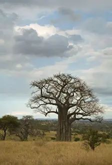 Adansonia Digitata Prints: Baobab (Adansonia digitata), Tarangire National Park, Tanzania