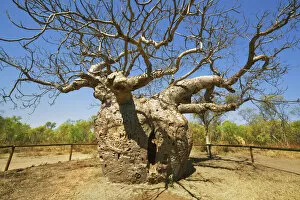 Images Dated 3rd March 2021: Baobab Prison Tree near Derby - Australia, Western Australia, Kimberley, Derby