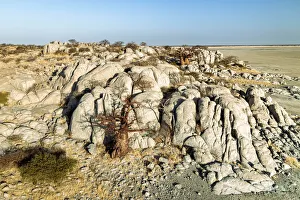 Adansonia Digitata Gallery: Baobab Tree, Makgadikgadi Salt Pans, Botswana