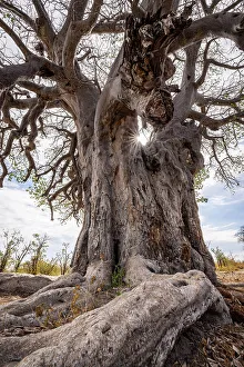 Kalahari Prints: Baobab Tree, Makgadikgadi Salt Pans, Botswana