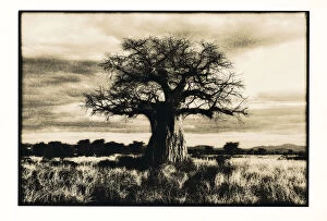 Images Dated 2nd August 2013: Baobab tree in Ruaha National Park, Southern Tanzania