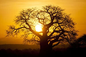 Baobab tree in Tarangire National Park, Tanzania at Sunset