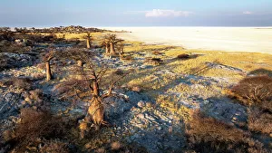 Salt Pans Prints: Baobab Trees of Kubu Island, Makgadikgadi Salt Pans, Botswana