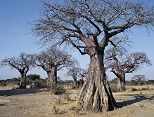 African Landscape Gallery: Baobab trees in the Ruaha Valley
