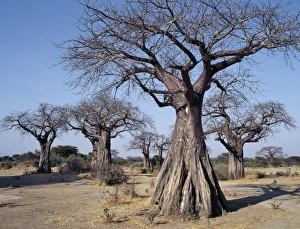 Sparse Prints: Baobab trees in the Ruaha Valley
