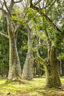 Baobab trees, Sir Seewoosagur Ramgoolam Botanical Garden, Pamplemousses, Mauritius