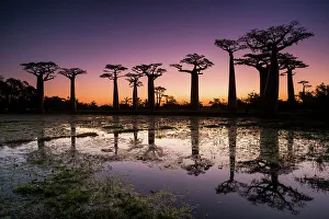 Morondava Prints: Baobab Trees at Sunset, Madagascar