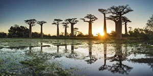 Images Dated 12th April 2015: Baobab Trees at Sunset (UNESCO World Heritage site), Madagascar