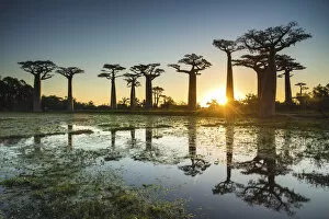 Images Dated 29th November 2016: Baobab Trees at Sunset (UNESCO World Heritage site), Madagascar