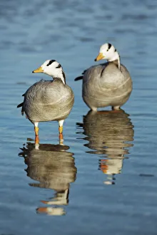 Munich Prints: Bar-headed goose - Germany, Bavaria, Upper Bavaria, Munich, Flaucher, Thalkirchen
