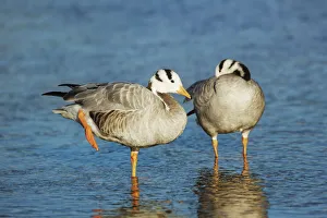 Bar-headed goose - Germany, Bavaria, Upper Bavaria, Munich, Flaucher, Thalkirchen