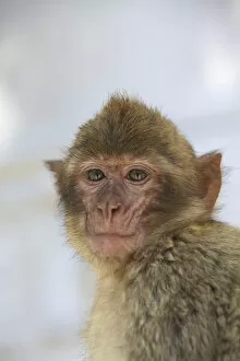 Images Dated 31st July 2014: Barbary Macaque, Gibraltar, Cadiz Province