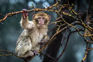 Monkey Prints: Barbary macaque, Ifrane National Park, Morocco
