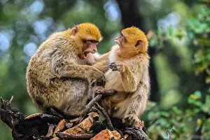 Two Animals Prints: Barbary macaque (Macaca sylvanus)