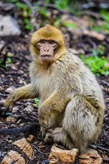 Primates Prints: Barbary macaque (Macaca sylvanus)