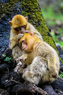 North African Prints: Barbary macaque (Macaca sylvanus)