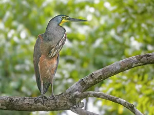 Rainforest Prints: Bare-throated Tiger Heron (Tigrisoma mexicanum), Boca Tapada, Costa Rica