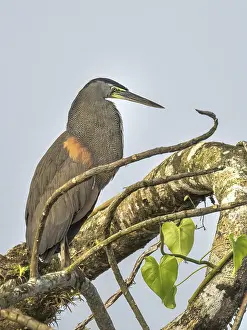 Rainforests Prints: Bare-throated Tiger Heron (Tigrisoma mexicanum) on the San Carlos River