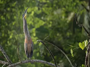 Rainforests Prints: Bare-throated Tiger Heron (Tigrisoma mexicanum) on the San Carlos River