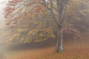 Beeches Prints: Baremone pass, Lombardy, Brescia province, Italy. Beeches in autumn