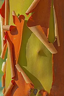 Bark of Arbutus (Pacific Madrone) (Arbutus menzeisii) tree. Canada's only native broad-leafed evergreen tree, Saltspring Island (Gulf Islands), British Columbia, Canada