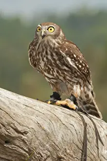Barking Owl (Ninox connivens), Lone Pine Koala Sanctuary, Brisbane, Queensland, Australia