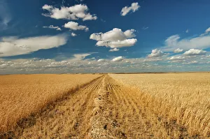 Barley Bow Island, Alberta, Canada