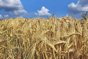 Barley Prints: Barley and cumulonimbus clouds - Italy, Tuscany, Siena, Val d Orcia, Pienza, south of