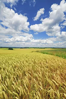 Barley field and cumulonimbus clouds - Germany, Bavaria, Upper Bavaria, Freising