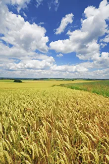 Farm Land Prints: Barley field and cumulonimbus clouds - Germany, Bavaria, Upper Bavaria, Freising