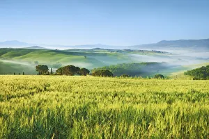 Barley Prints: Barley field and fog - Italy, Tuscany, Siena, Val d Orcia