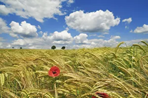Poppy Prints: Barley field with poppy and cumulonimbus clouds - Germany, Bavaria, Upper Bavaria