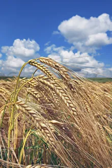 Barley Prints: Barley - Germany, Bavaria, Upper Bavaria, Freising, Giggenhausen