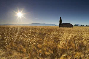 Agricultural Prints: Barn in Field of Barely, near Valensole, Alpes de Haute, Provence, France