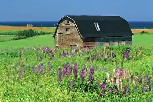 Brae Prints: Barn and lupines Seaview, Prince Edward Island, Canada
