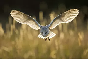 Images Dated 11th January 2021: Barn Owl (Tyto alba), (C), Hampshire, England, UK