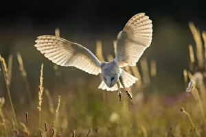 Images Dated 11th January 2021: Barn Owl (Tyto alba), (C), Hampshire, England, UK