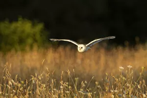 Images Dated 11th January 2021: Barn Owl (Tyto alba) (C), Hawk Conservancy Trust, Hampshire, England, UK