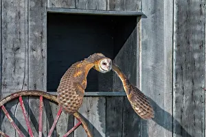 Owls Prints: Barn Owl (Tyto alba) - captive bred