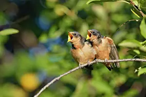 Barn Prints: Barn swallow (Hirundo rustica) Fledglings out of the nest waiting to be fed by parent bird