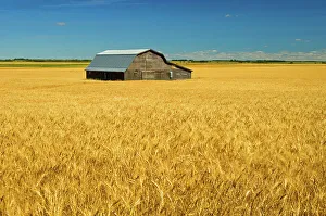 Manitoba Prints: Barn and wheat Holland, Manitoba, Canada