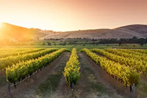 Winery Prints: Barossa Valley, South Australia, Australia. Jacobs Creek vineyard at sunrise