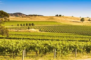 Wineries Prints: Barossa Valley, South Australia, Australia. Vineyard