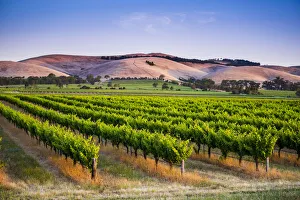 Landmarks Prints: Barossa Valley, South Australia, Australia. Jacobs Creek vineyard at dusk
