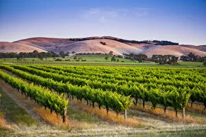 Images Dated 27th January 2017: Barossa Valley, South Australia, Australia. Jacobs Creek vineyard at dusk