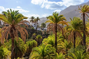 Canary Prints: Barranco near Fataga, Valley of a thousand palm trees, Gran Canaria, Canary Islands, Spain