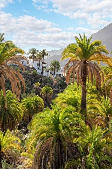 Canary Prints: Barranco near Fataga, Valley of a thousand palm trees, Gran Canaria, Canary Islands, Spain