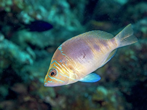 Hamlets Prints: Barred Hamlet (Hypoplectrus puella), Grand Cayman, Cayman Islands, British West Indies